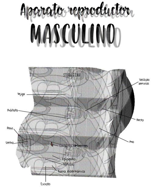 Aparato Reproductor Masculino