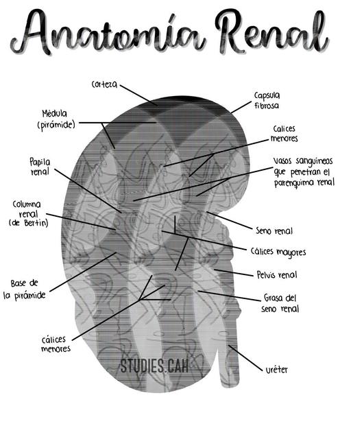 Anatomía Renal