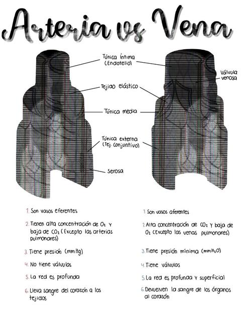 Arteria vs Vena