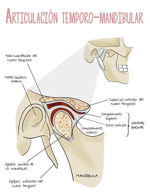 Articulación Temporo-Mandibular