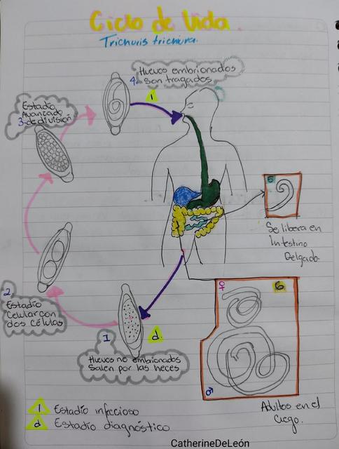 Ciclo de vida Trichuris