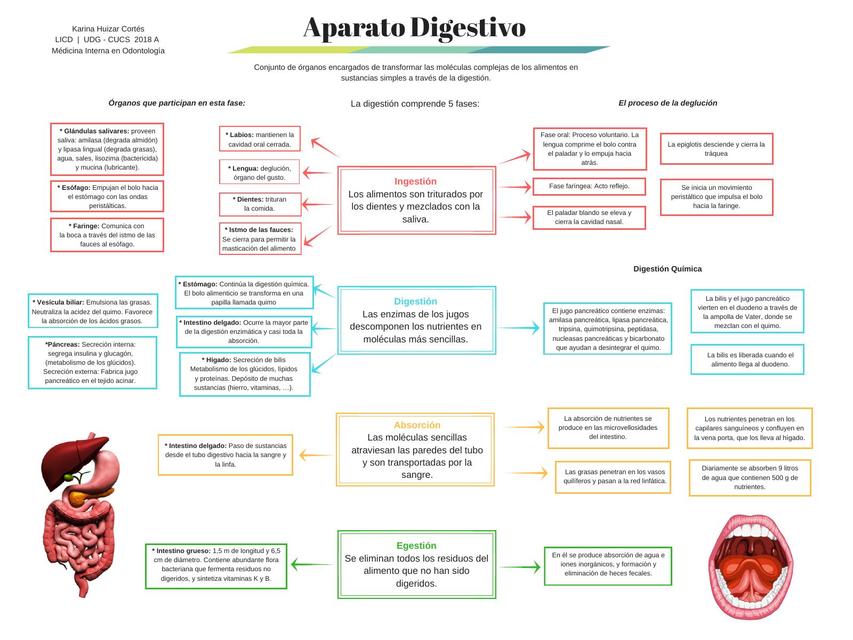 Aparato Digestivo