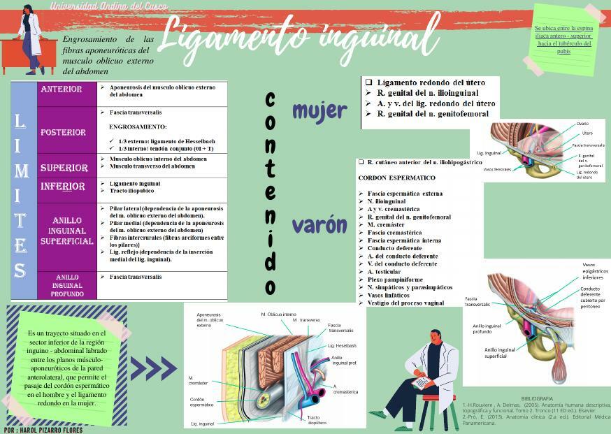 Ligamento inguinal