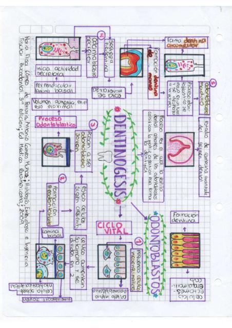 Dentinogénesis Lunamaria Laverde Torres uDocz