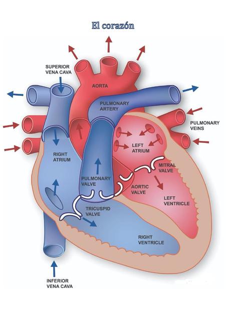 El Corazón