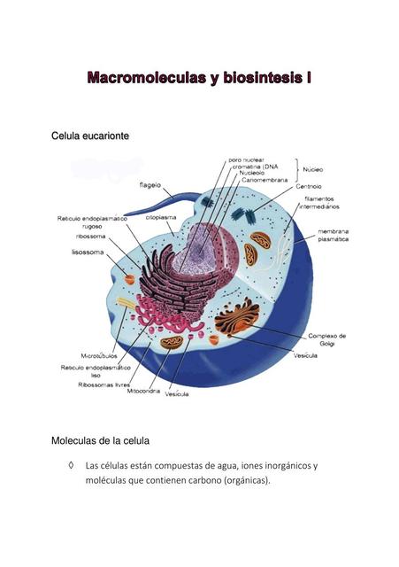 Macromoléculas y biosíntesis 