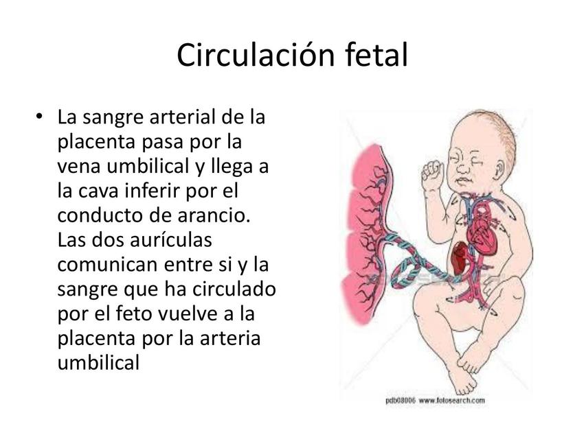 Circulación Fetal