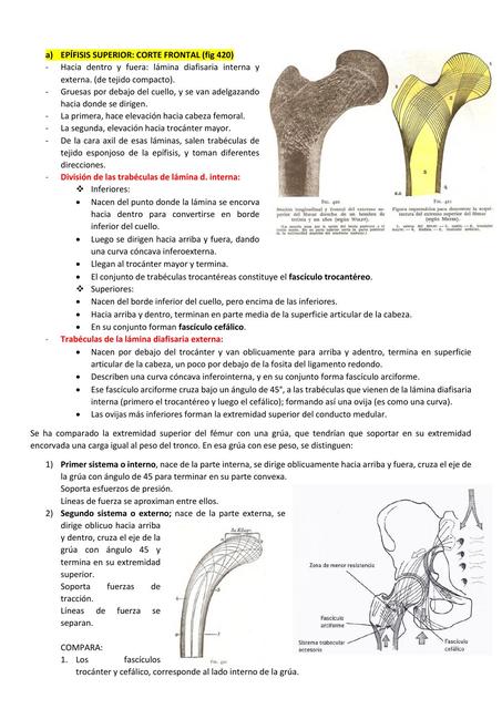 Epífisis Superior: Corte Frontal | Alejandra Cabrera Puray | uDocz