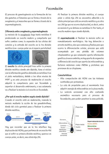 Fecundación