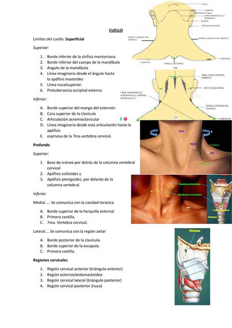 Cuello | Anatomía humana | Cuello | uDocz