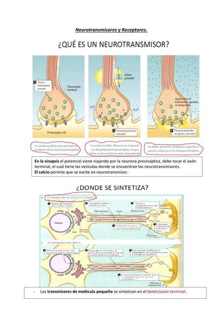 Neurotransmisores y Receptores 