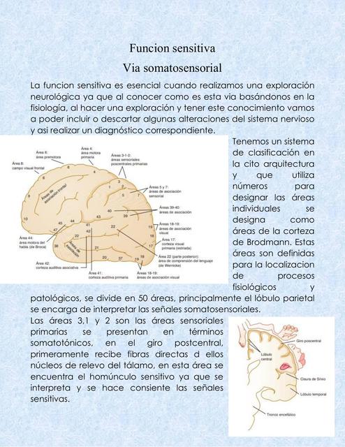 Función Sensitiva