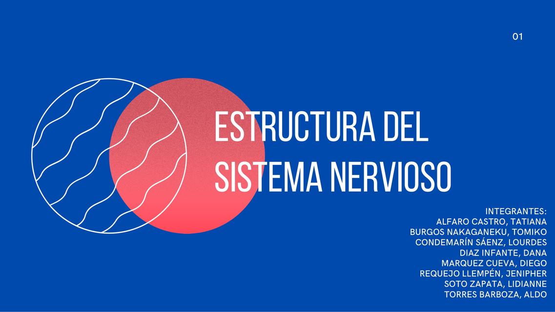 Estructura del Sistema Nervioso