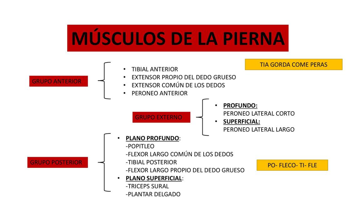 Músculos de la Pierna 