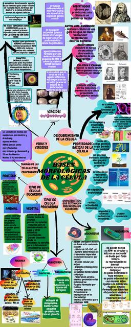 Bases morfológicas de la célula