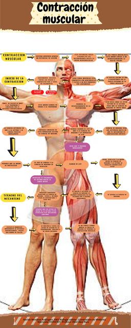 Contracción Muscular 