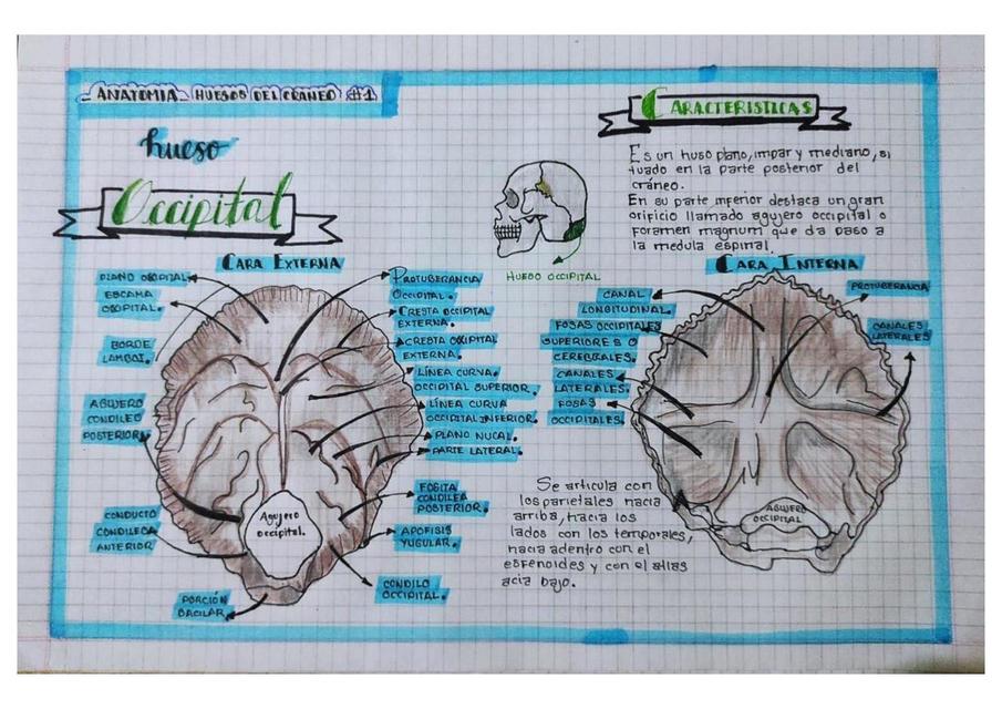 Hueso Occipital