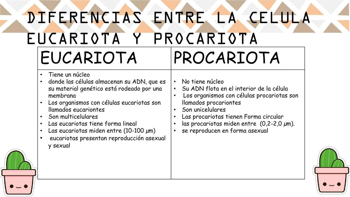 Diferencias Entre La C Lula Eucariota Y Procariota Mayli Udocz