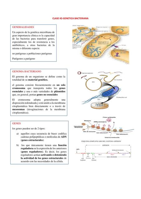 Genética Bacteriana 