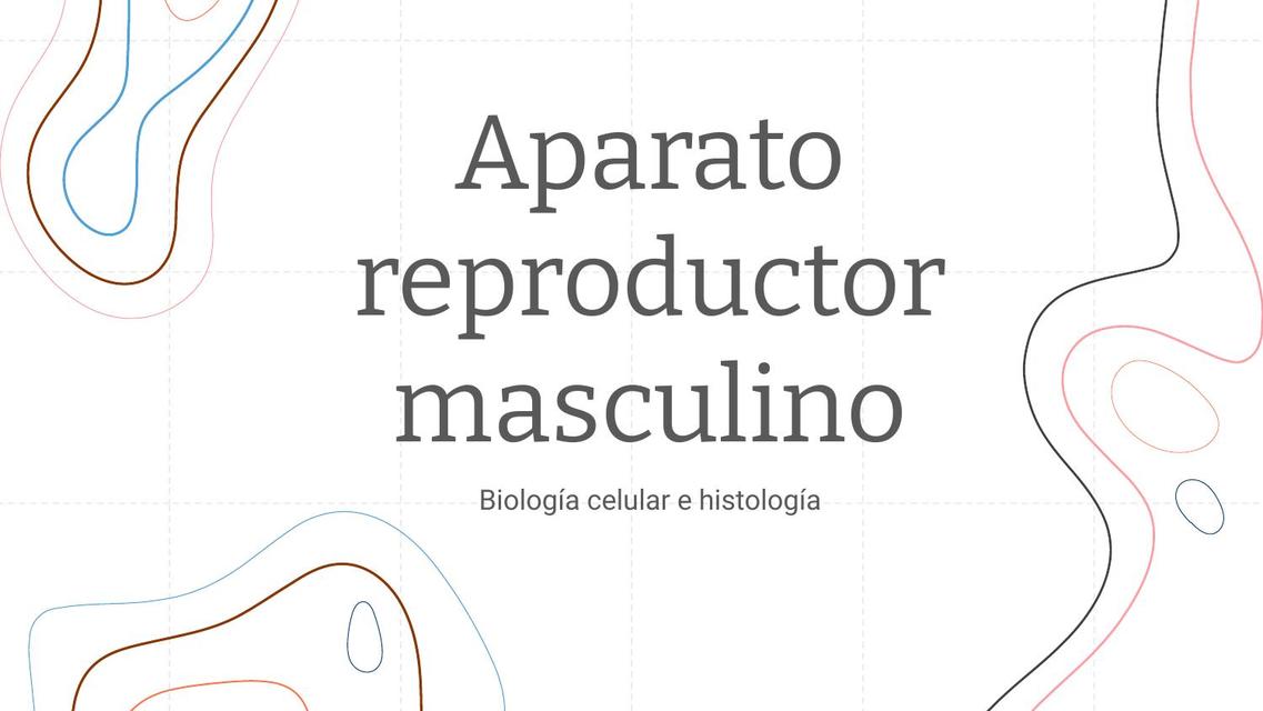 Aparato Reproductor Masculino