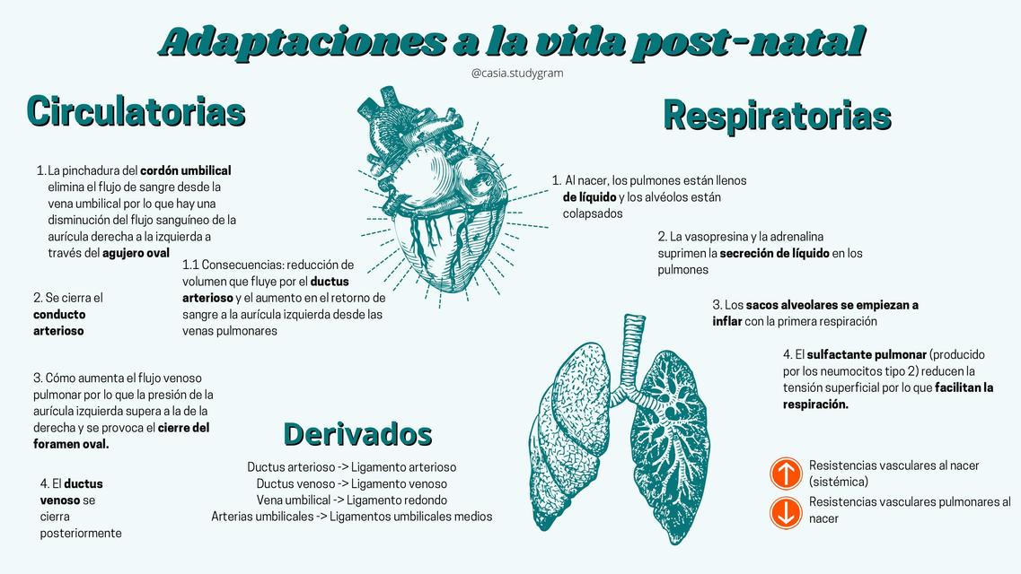 Adaptaciones a la Vida Post -natal