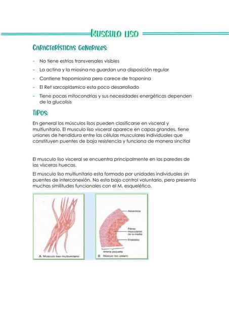 Musculo Liso