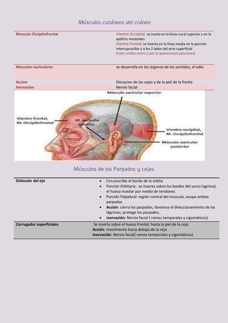 Miología