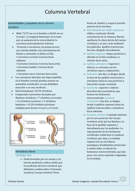 Columna Vertebral