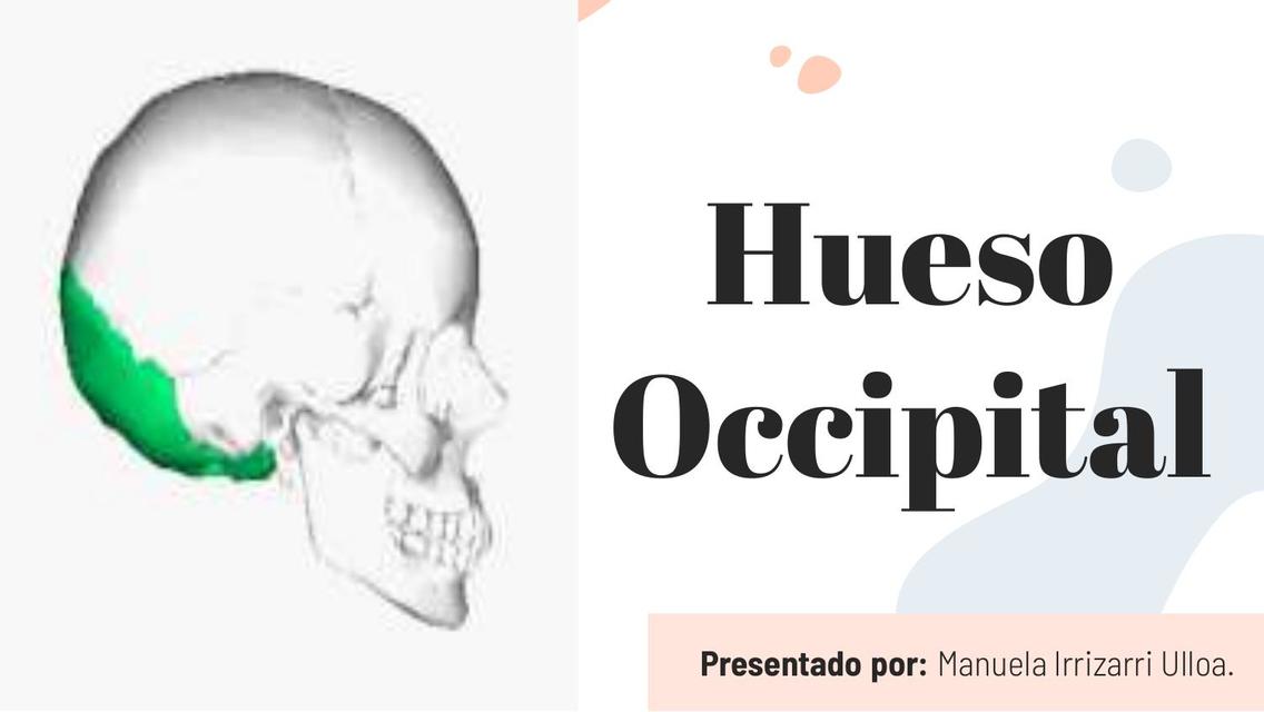 Hueso Occipital 