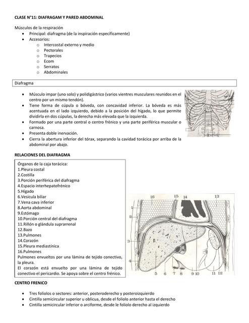 Diafragma y Pared Abdominal