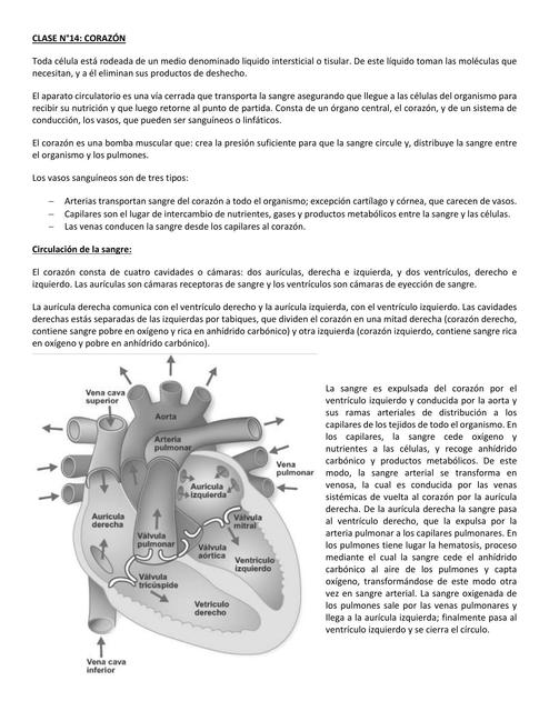 Corazón