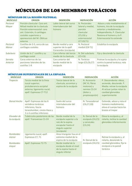 Músculos de los miembros torácicos