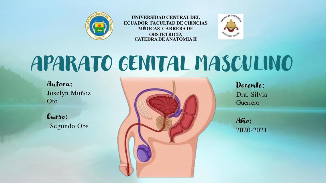 Aparato Genital Masculino 