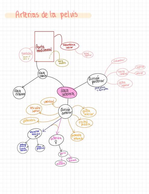 Arterias de la Pelvis 
