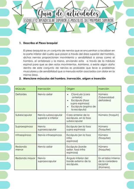 Esqueleto Apendicular Superior y Músculos del Miembro Superior