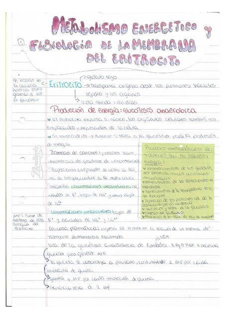 Metabolismo energético y fisiología de la membrana eritrocitaria