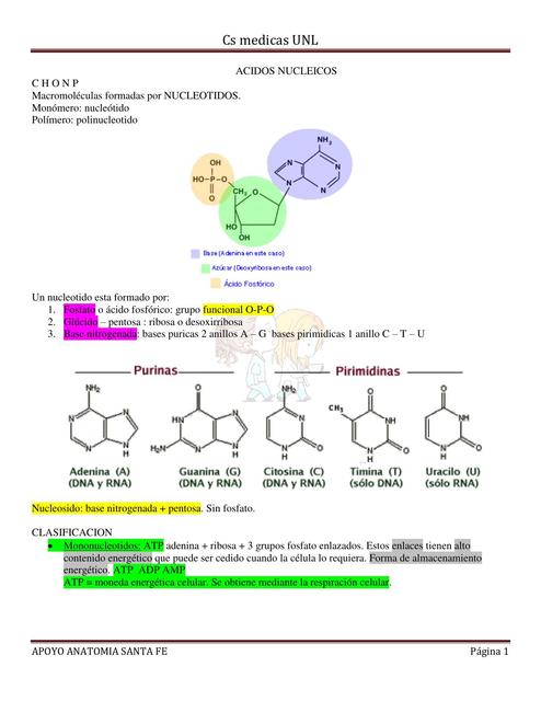 Ácidos Nucleicos 