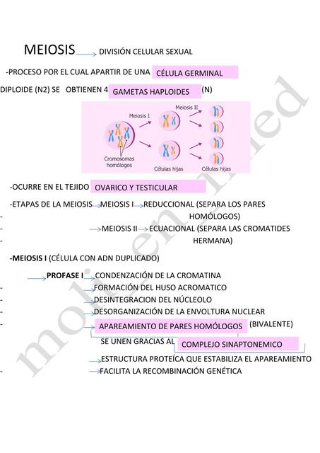 Meiosis