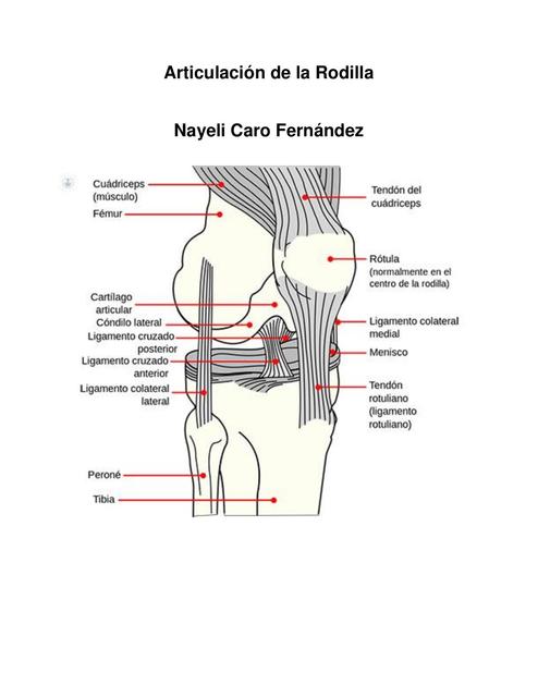 Articulación de la Rodilla