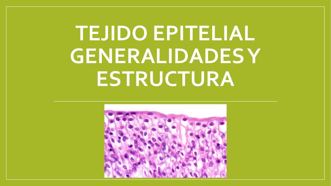 Tejido Epitelial