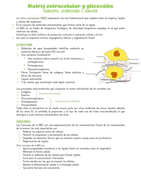 matriz extracelular en células animales