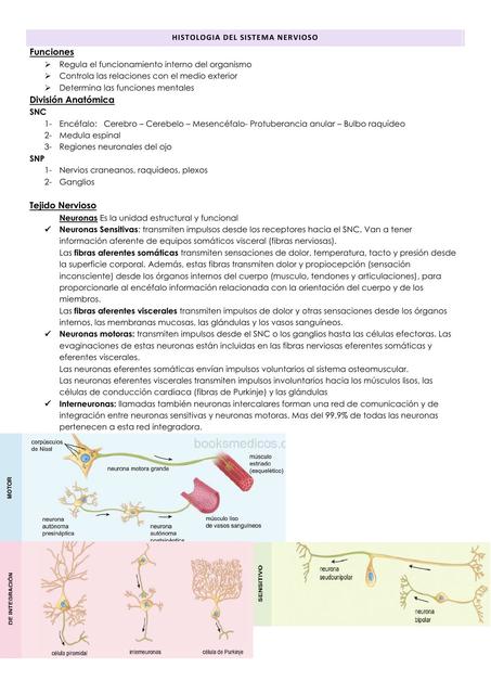 Histología del Sistema Nervioso