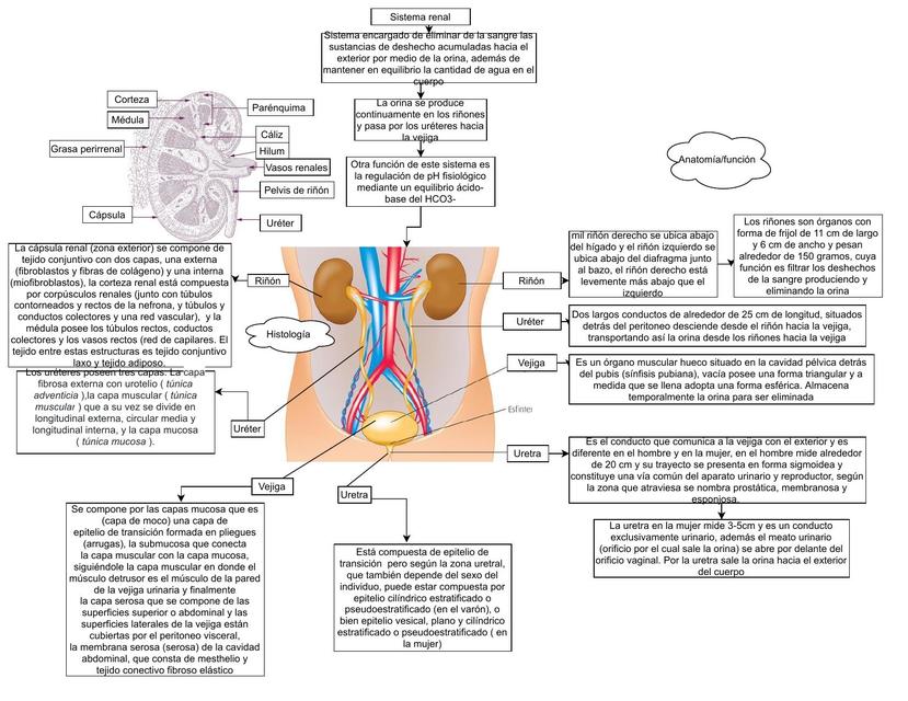 Sistema renal mapa (GRBI)