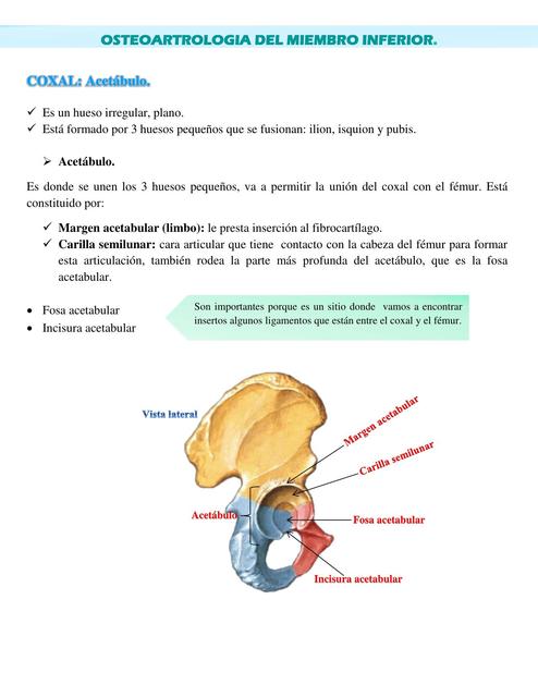 Osteoartrología del Miembro Superior 