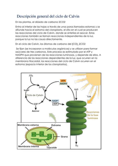 Descripción general del ciclo de Calvin