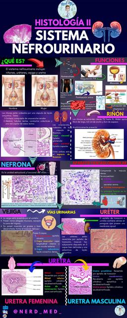 Sistema Nefrourinario 