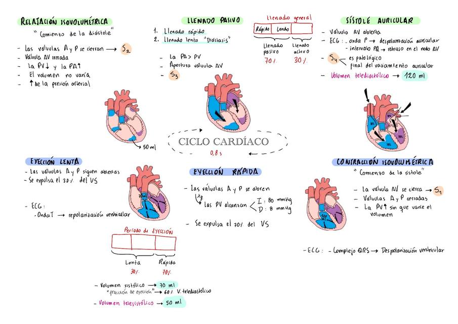 Ciclo Cardíaco Fiorela Moscaido Udocz