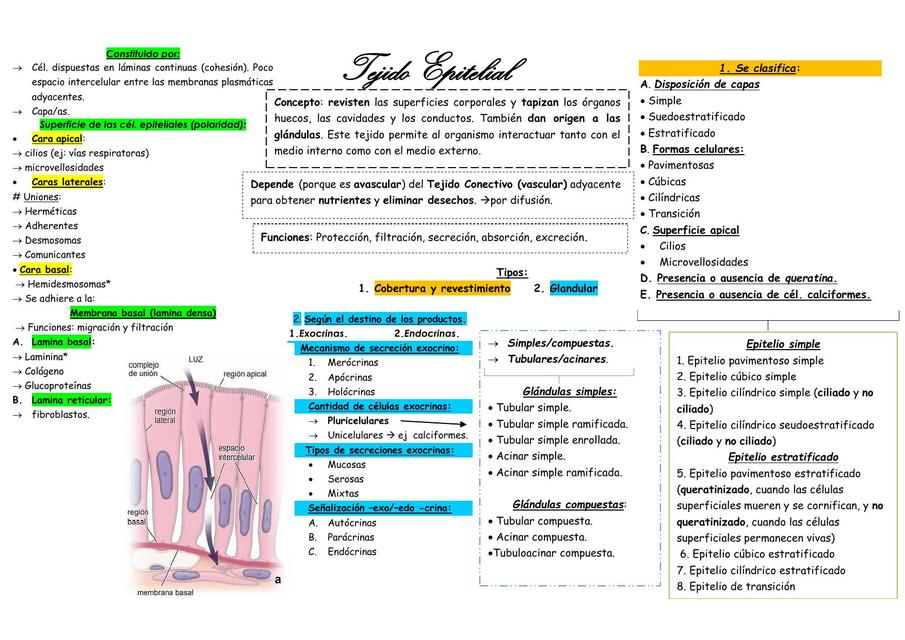 Tejido Epitelial- Cuadro guía de estudio