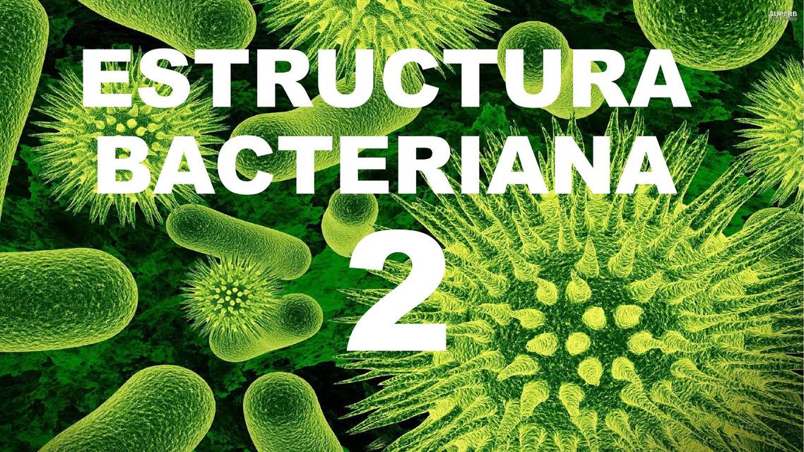 Estructura Bacteriana 2