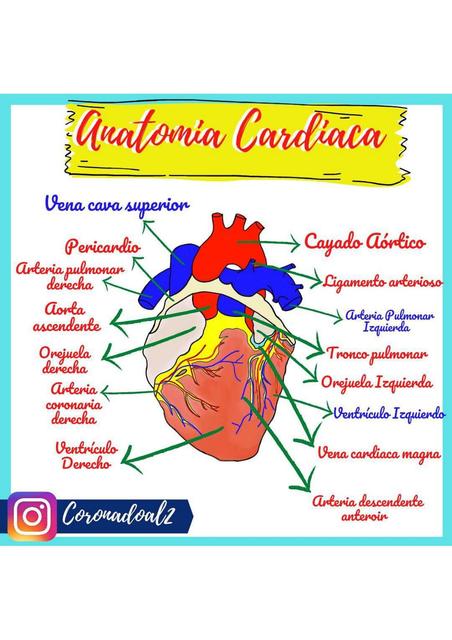 Anatomía cardiaca